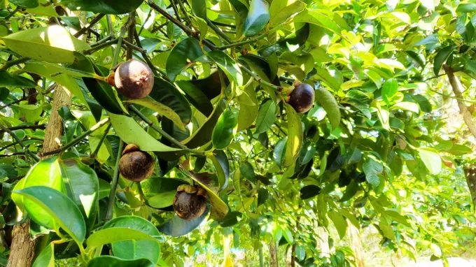 Visitors picking fruits and enjoying them at Xuan Huong Fruit Orchard in Vinh Long, Vietnam.
