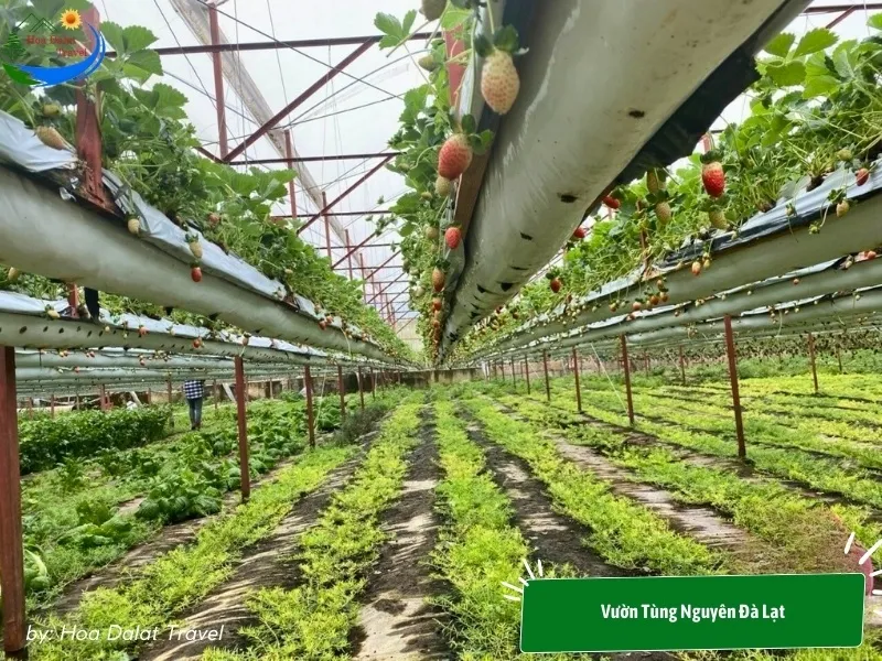 Tung Nguyen Garden Dalat grows hydroponic strawberries on high racks, creating an airy visiting space