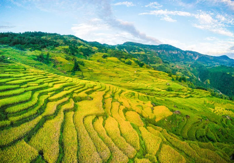 Y Tý mang vẻ đẹp bình yên với những thửa ruộng bậc thang đang chuyển sang màu lúa chín, tạo nên một bức tranh đồng quê thanh bình.
